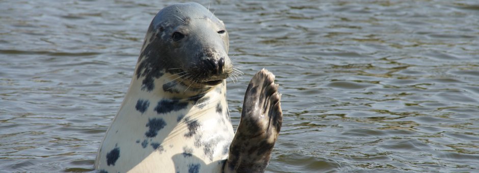 Anglesey Wildlife Walks