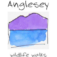 Anglesey Wildlife Walks