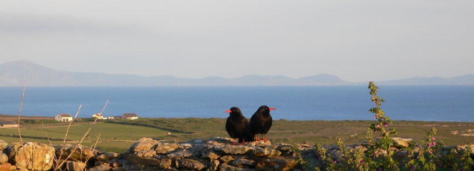 Anglesey Wildlife Walks