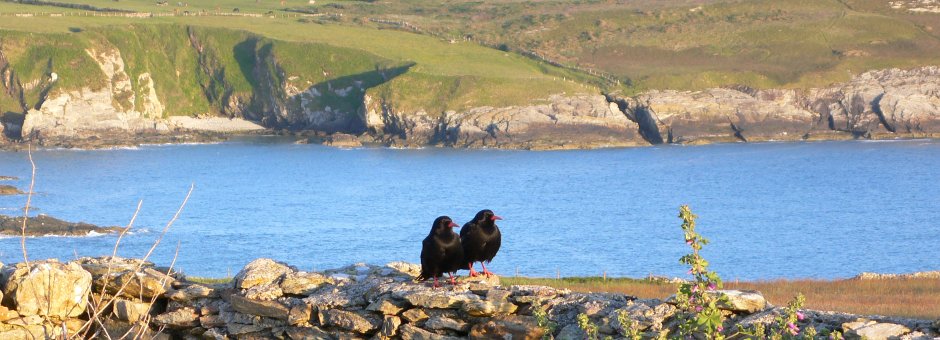 Anglesey Wildlife Walks