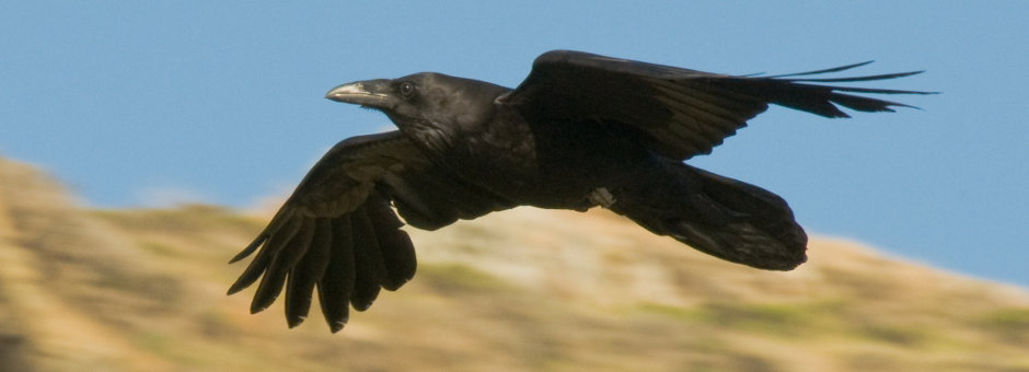 Anglesey Wildlife Walks